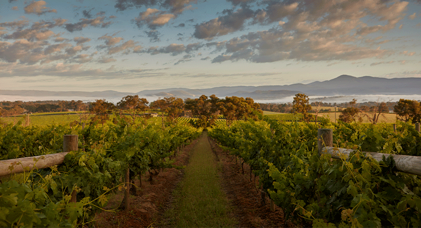 Yarra Yering Vineyard